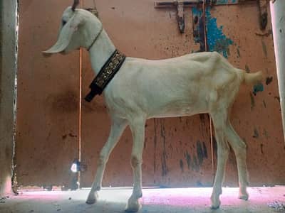 tabri bakri
