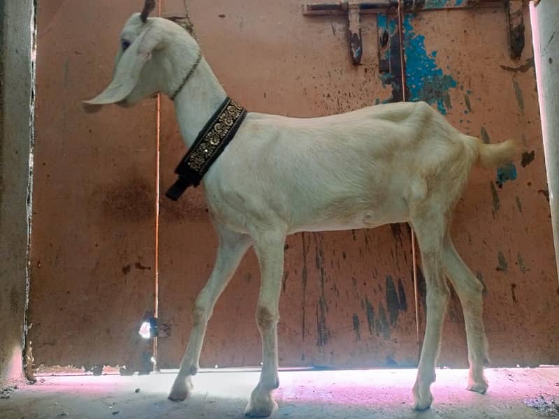 tabri bakri 0