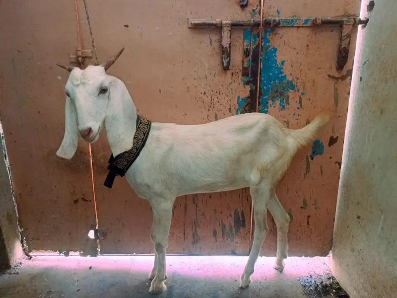 tabri bakri — photo 2