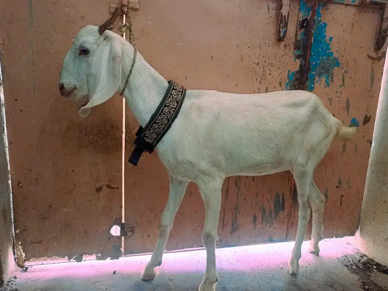 tabri bakri — photo 3
