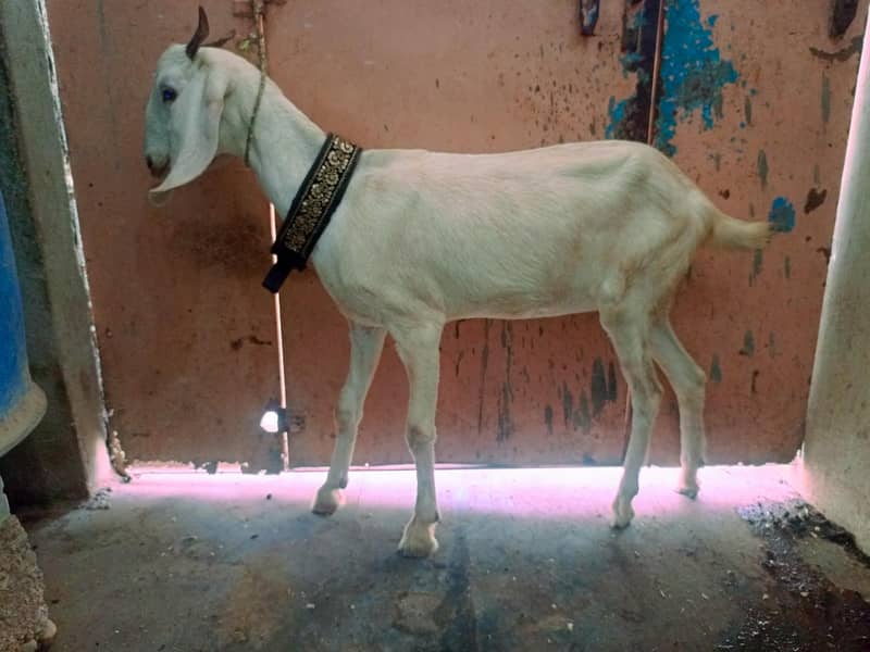 tabri bakri 3