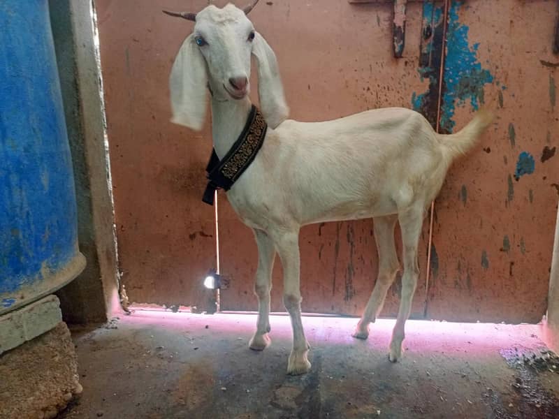 tabri bakri 4