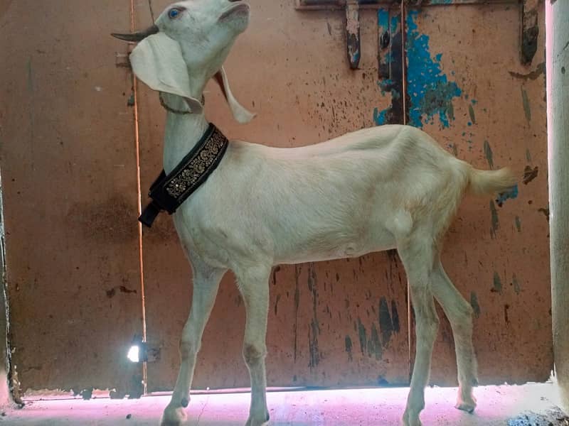 tabri bakri 5