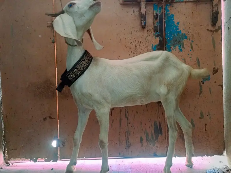 tabri bakri — photo 6