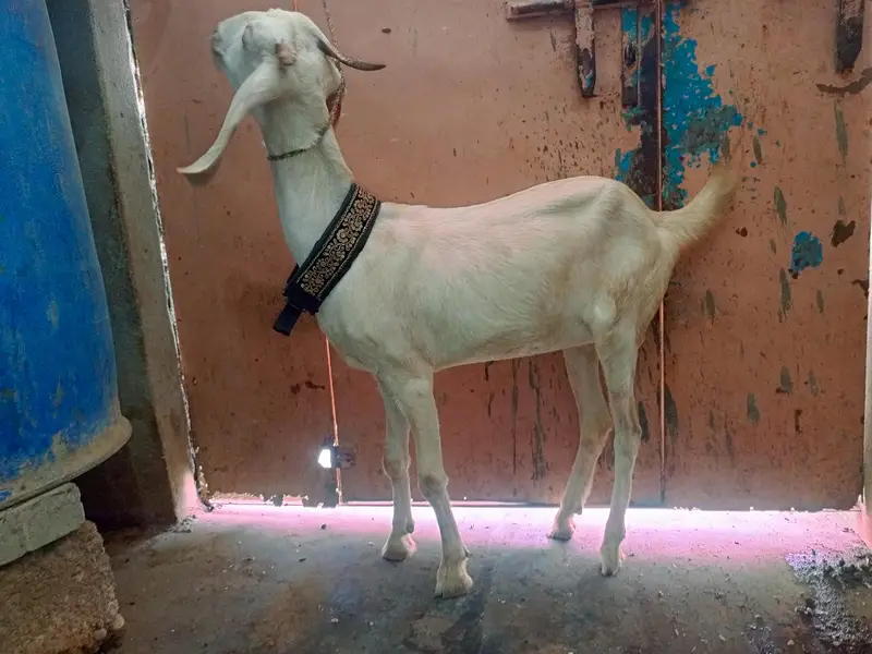 tabri bakri — photo 7