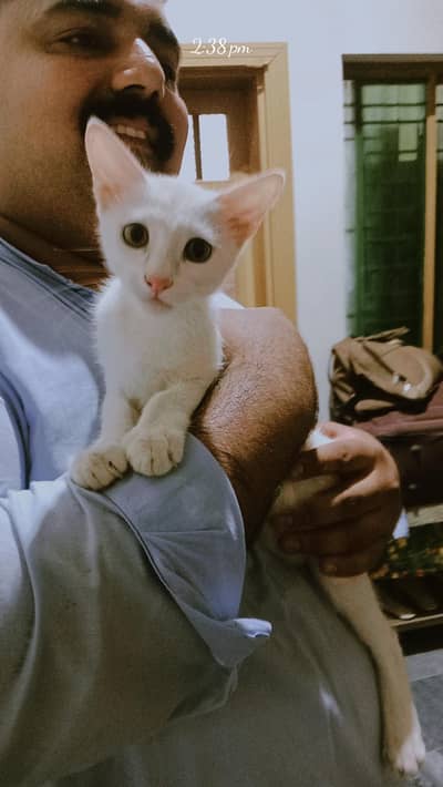 Persian cat