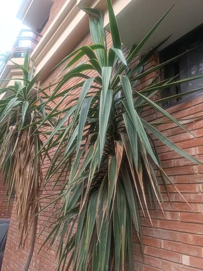 plants
