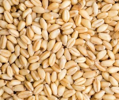 GANDUM/WHEAT AVAILABLE FOR SELL