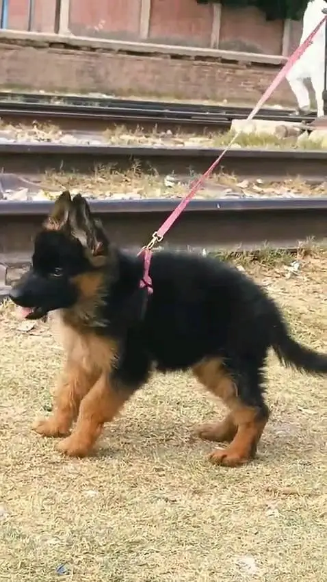 (German- shepherd) (puppies) (argent for sale) Whatsapp 03401430037 — photo 2