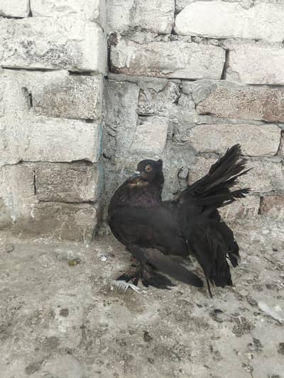 breeder female