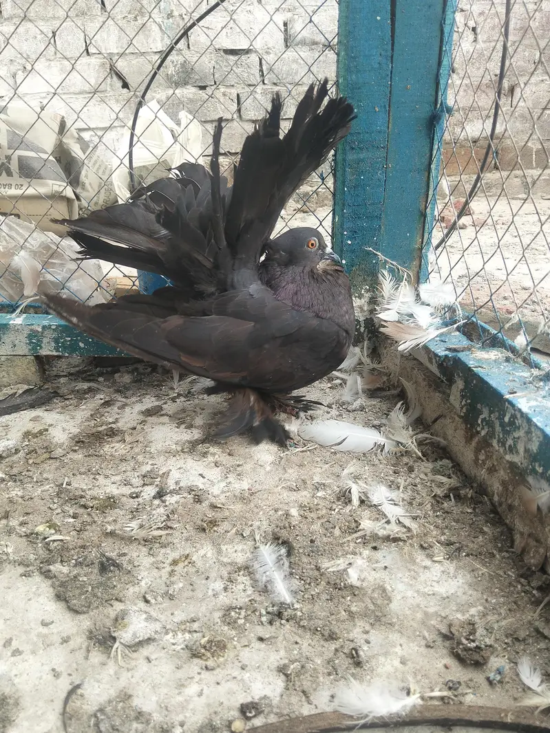 breeder female — photo 2