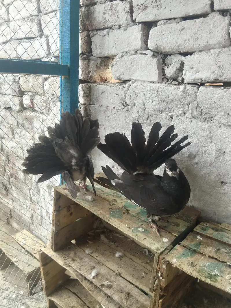 breeder female — photo 3