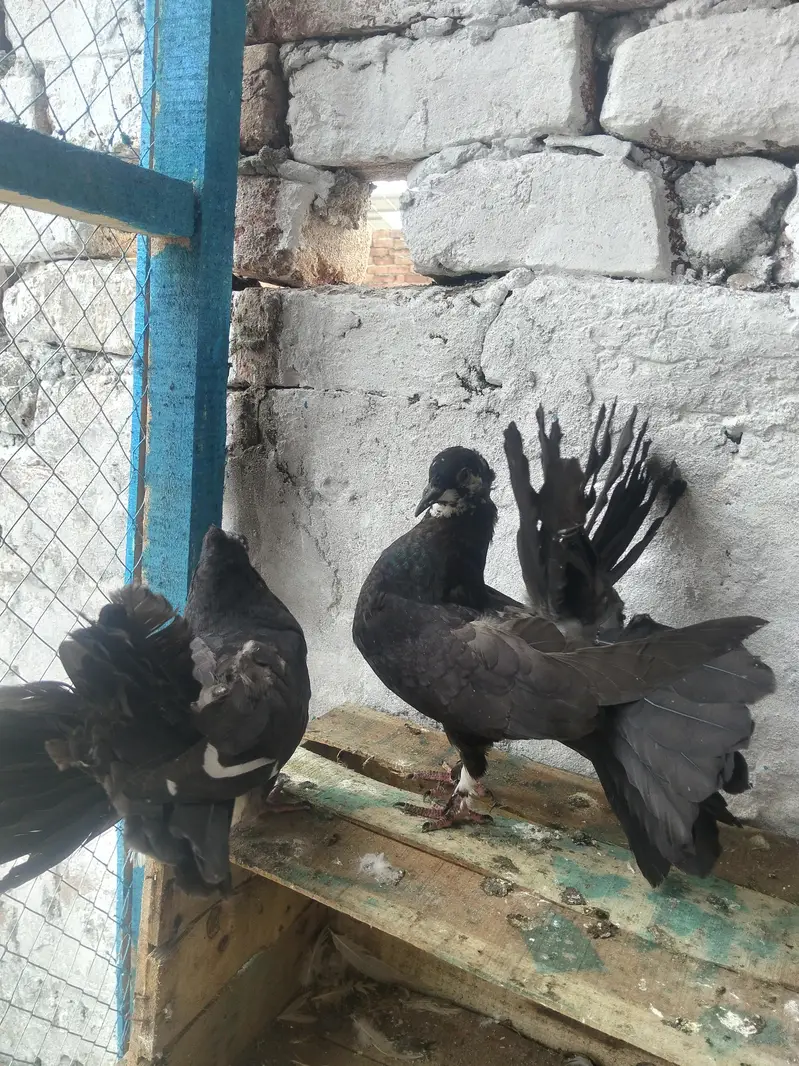 breeder female — photo 4