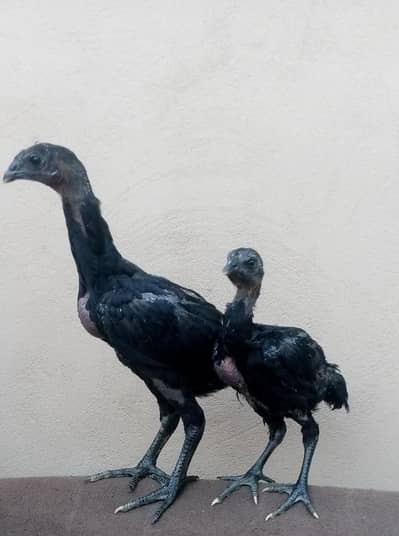 Black dragon chicks jora