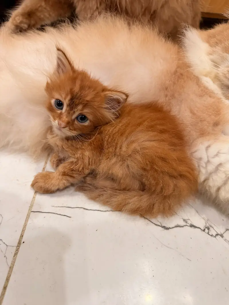 Persian cats available — photo 2