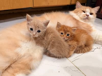 Persian cats available