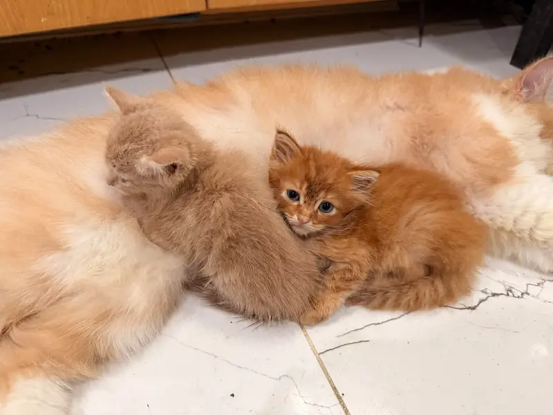 Persian cats available — photo 4