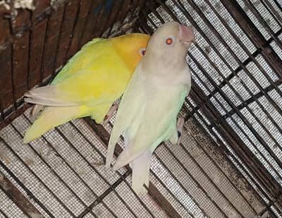 Love Birds Parrots Breader Pair For Sale