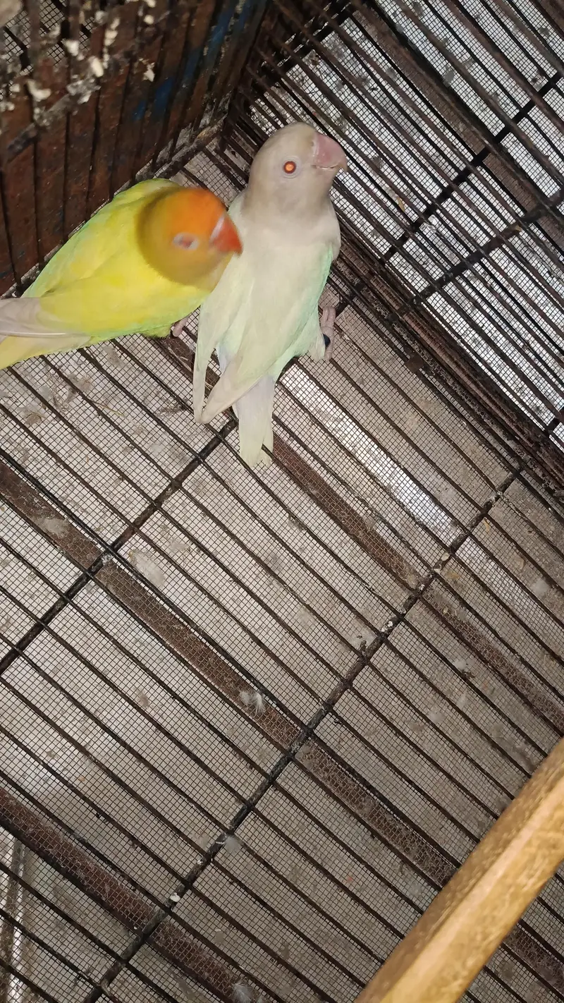 Love Birds Parrots Breader Pair For Sale — photo 2