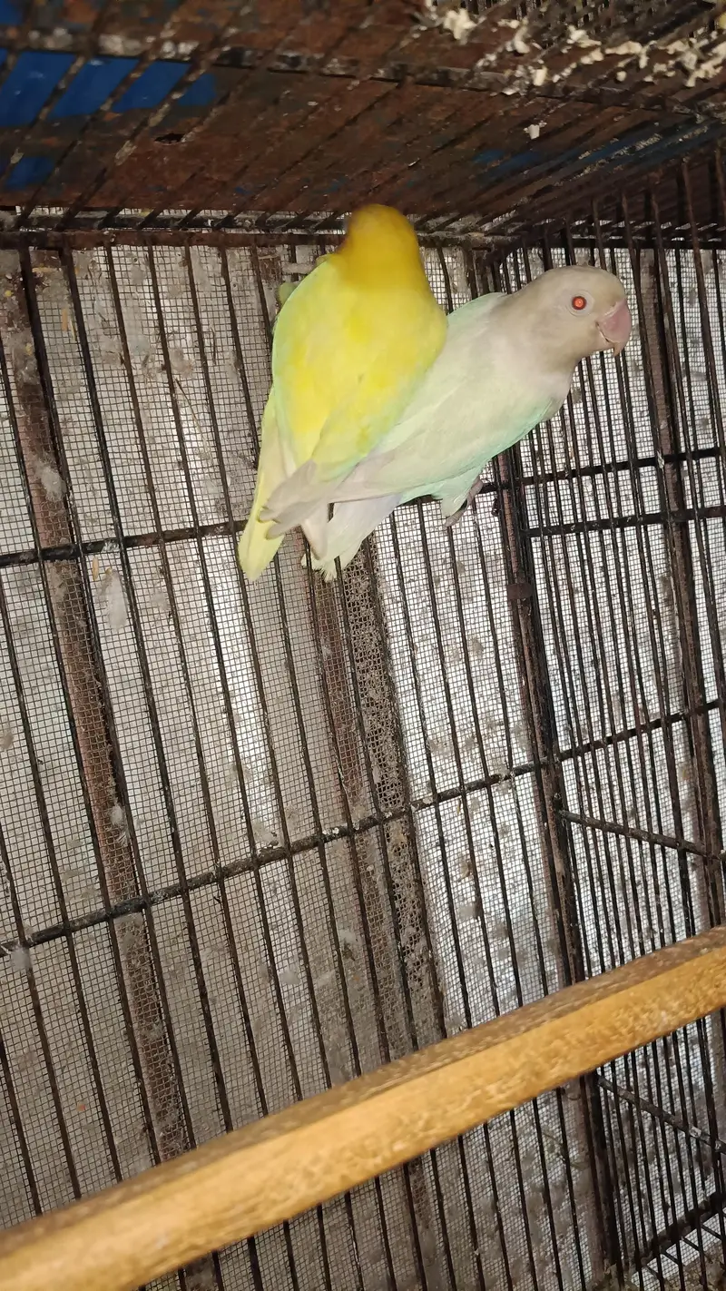 Love Birds Parrots Breader Pair For Sale — photo 3