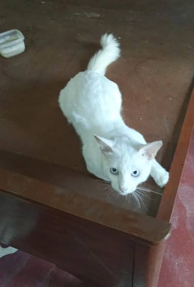 Russian male cat for sale urgent