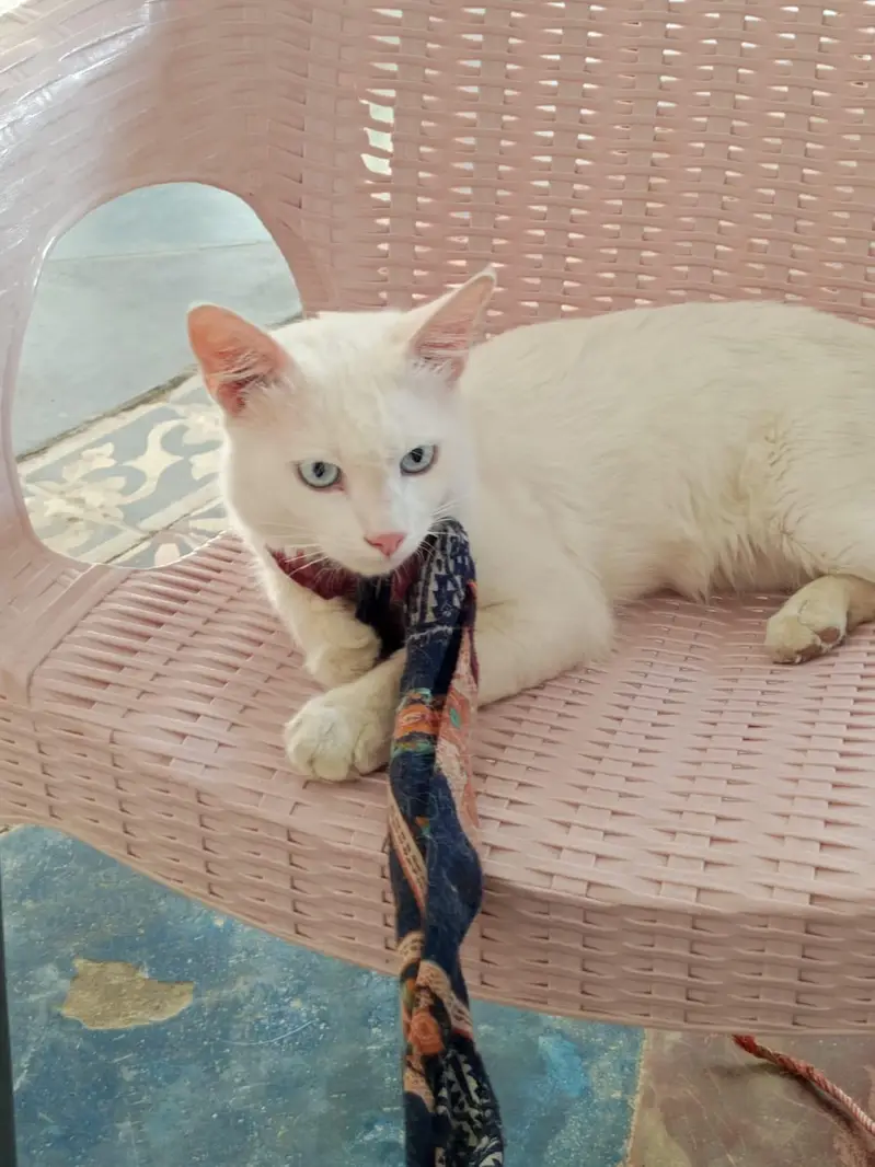 Russian male cat for sale urgent — photo 2