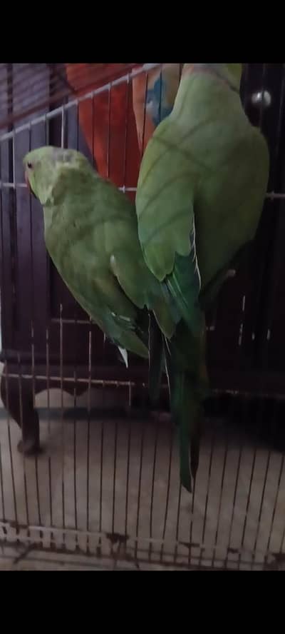 raw parrot