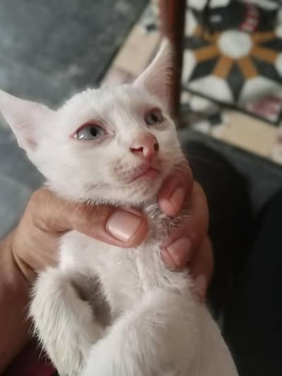 i want to sell kittens 3