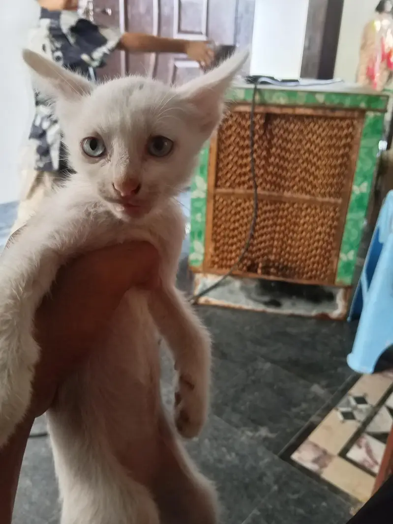 i want to sell kittens 3 — photo 2