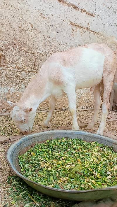 Abluk white eyes Bakra age 7 month