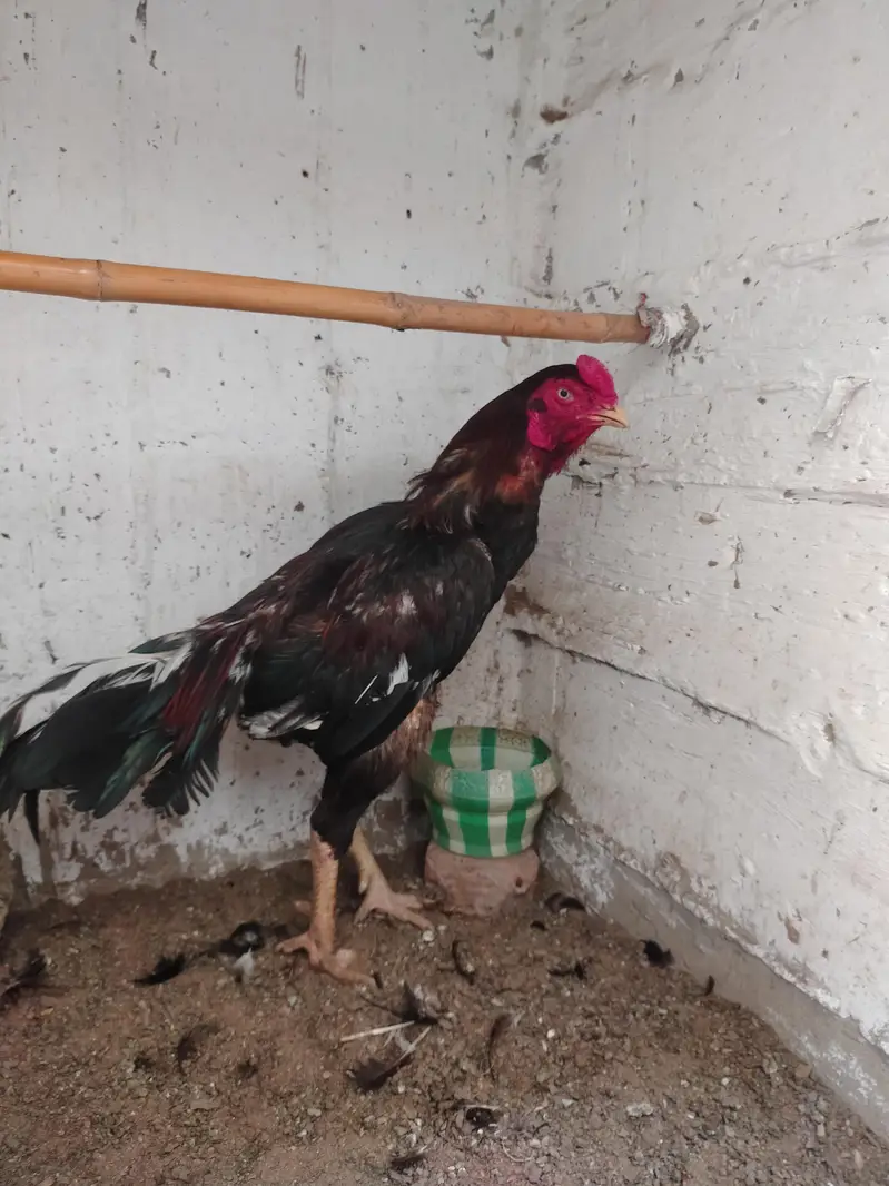 Aseel Male for sell — photo 2
