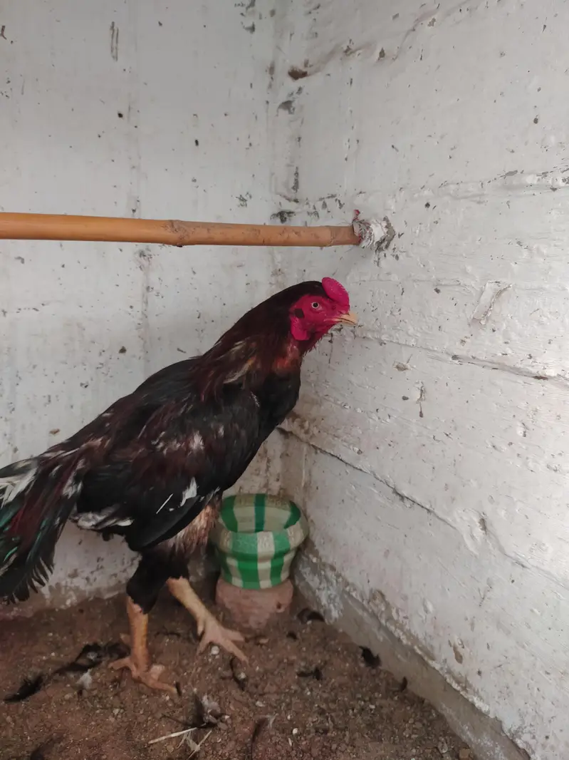 Aseel Male for sell — photo 3