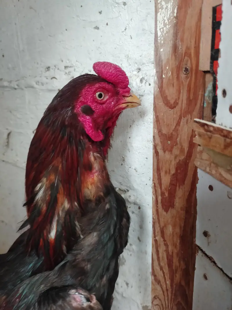Aseel Male for sell — photo 4