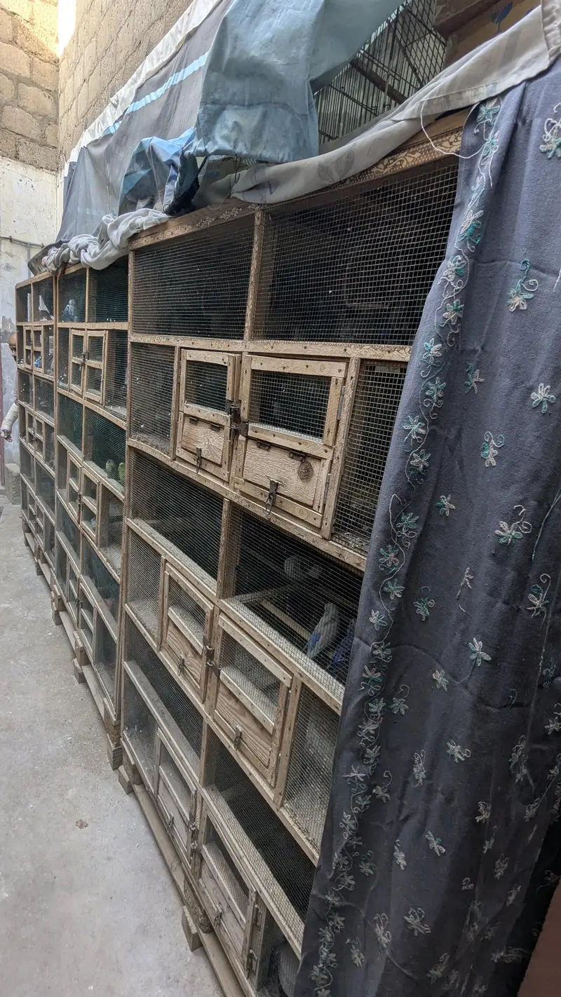 A CAGE |pinjra| used 8k