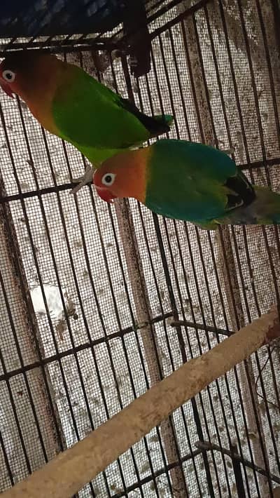 Love Birds Parrots Green Fisher Pair