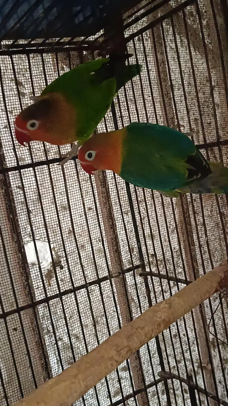 Love Birds Parrots Green Fisher Pair — photo 2