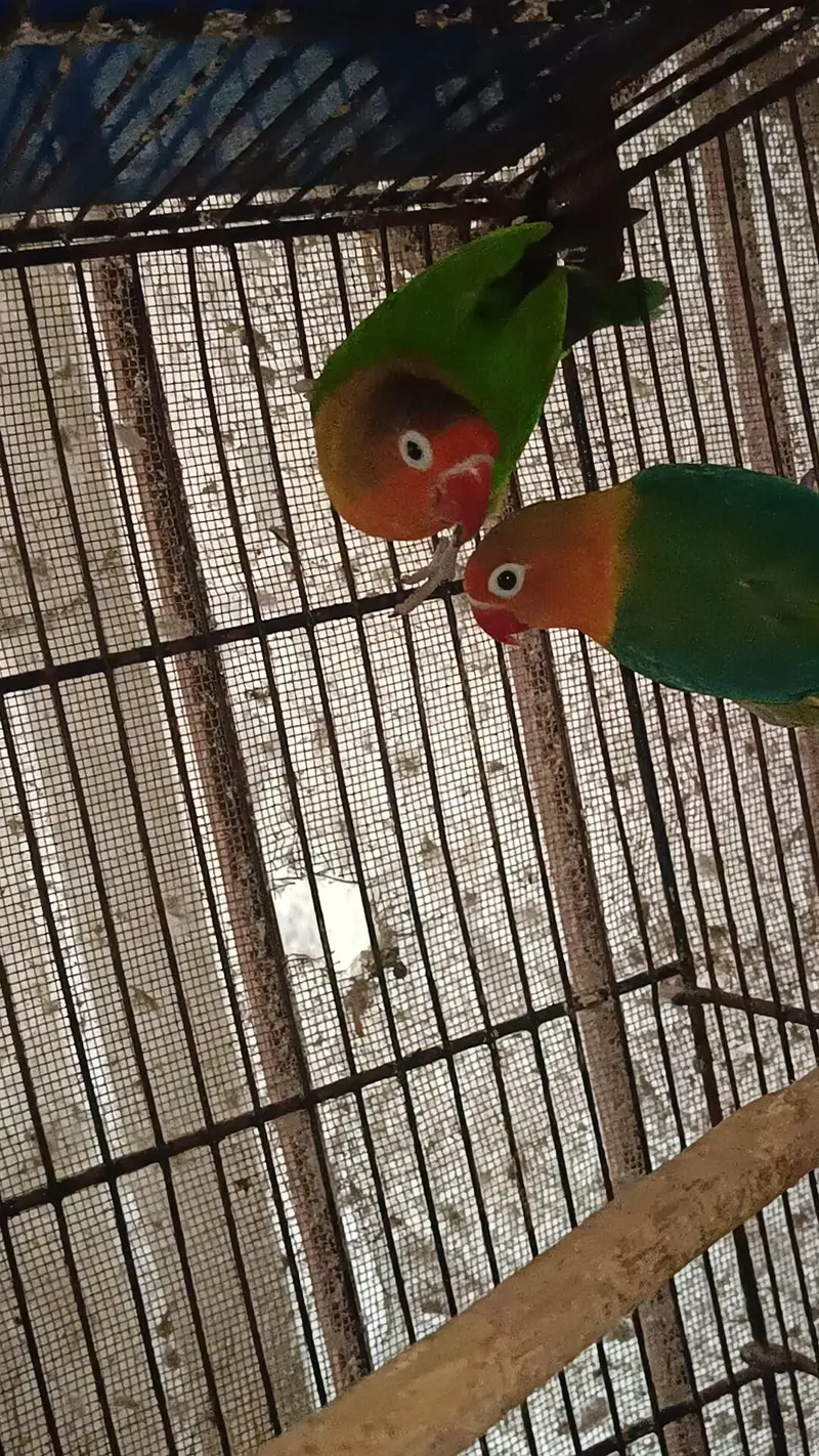 Love Birds Parrots Green Fisher Pair — photo 3