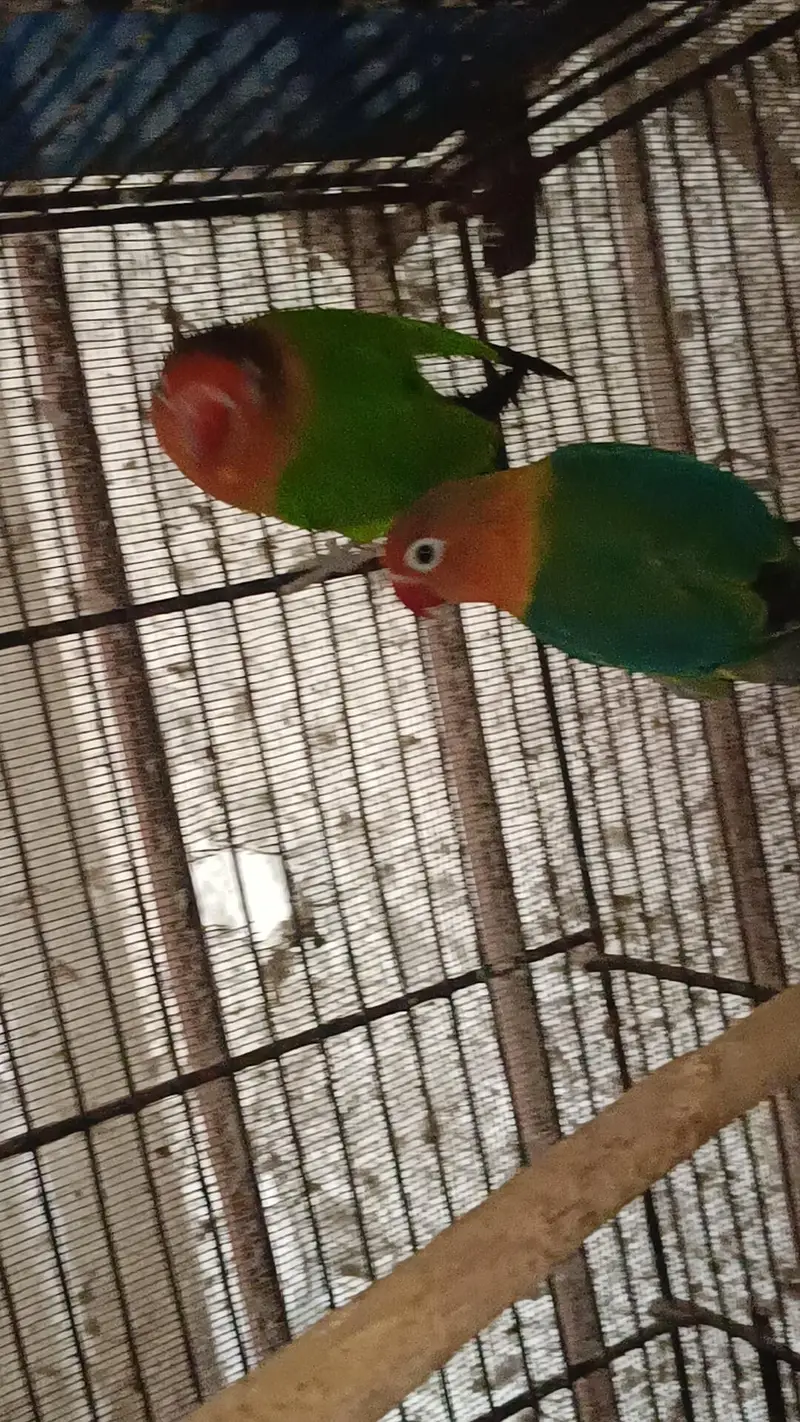 Love Birds Parrots Green Fisher Pair — photo 4