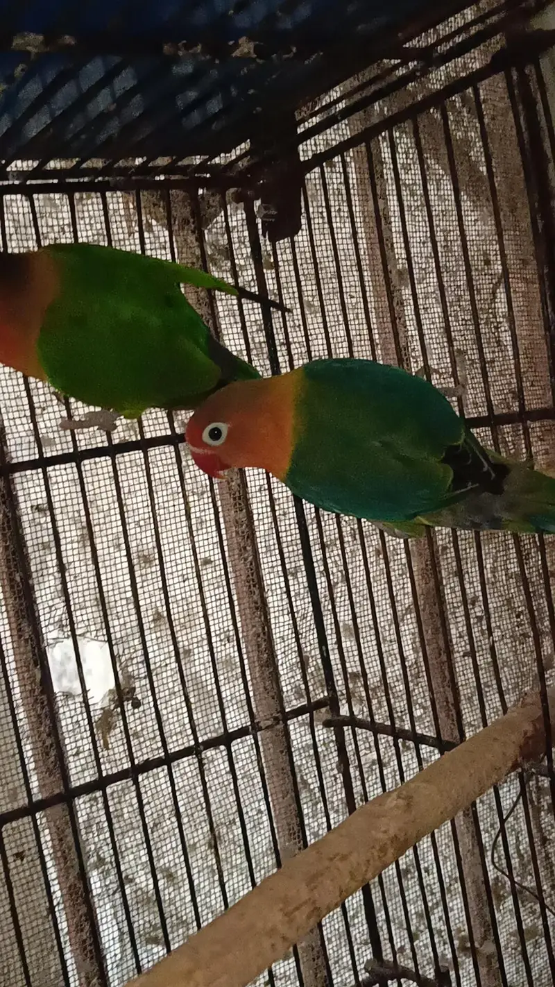 Love Birds Parrots Green Fisher Pair — photo 5
