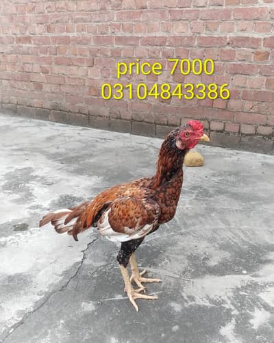peela patha or breder