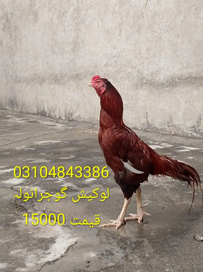 peela patha or breder — photo 2