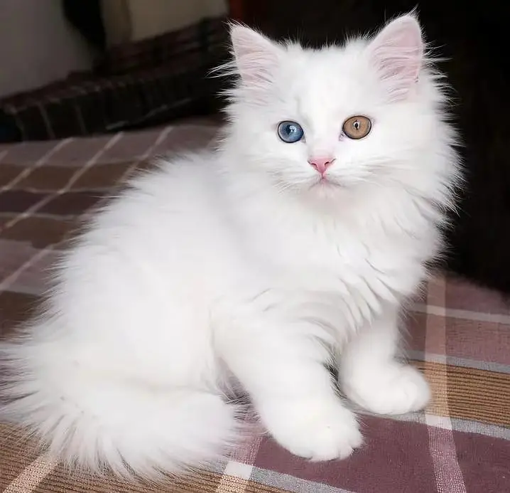 Persian cats My Whatsapp 03466961963 ////\\£^¢¥¥¢¥¢¥£¥ — photo 2