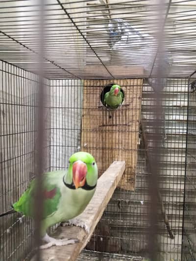 Raw kashmiri  Alexander breader pair