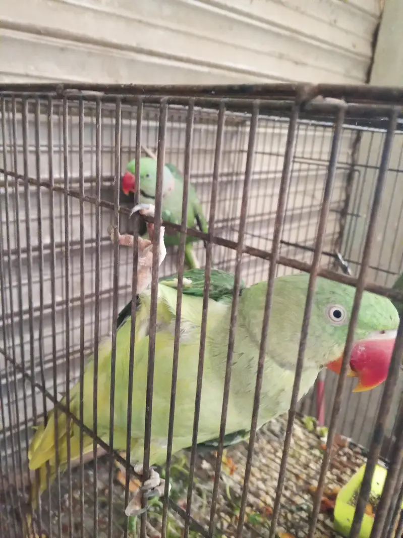 Raw kashmiri  Alexander breader pair — photo 4