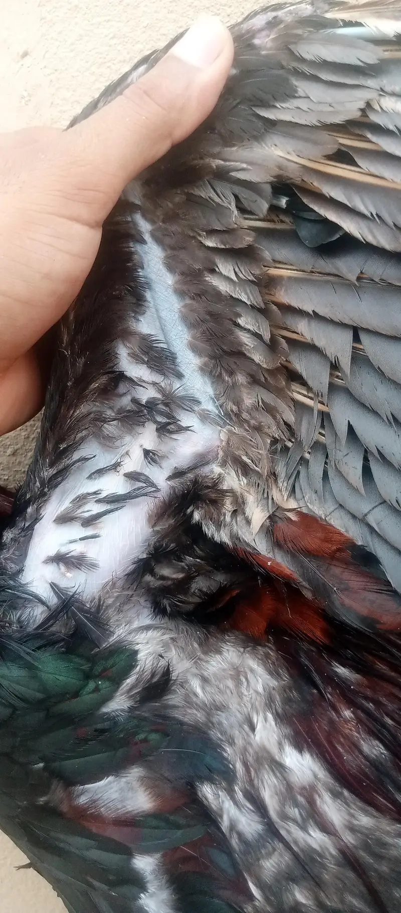 Male Dragon Cross — photo 11