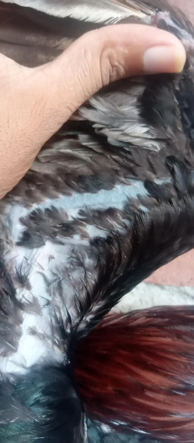 Male Dragon Cross — photo 12