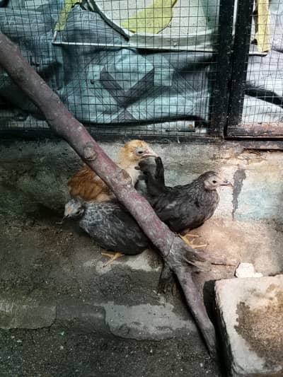 buff and japanese chicks for sale