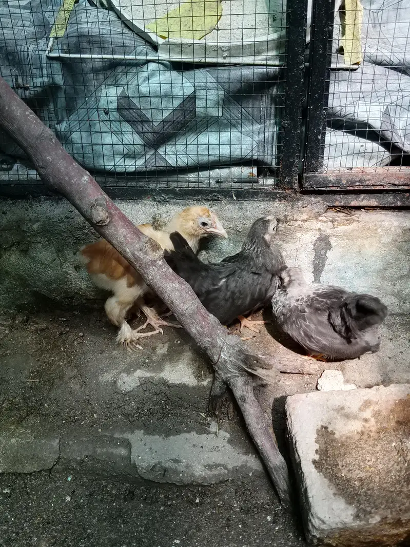 buff and japanese chicks for sale — photo 2