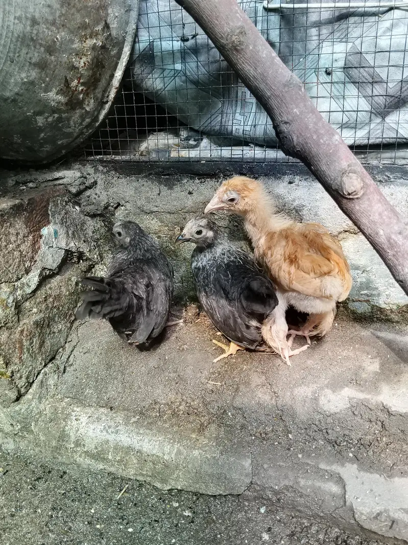 buff and japanese chicks for sale — photo 3