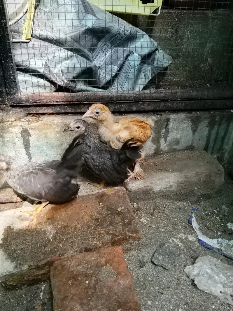 buff and japanese chicks for sale — photo 4